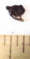 Stephanodus aff. minimus shark tooth